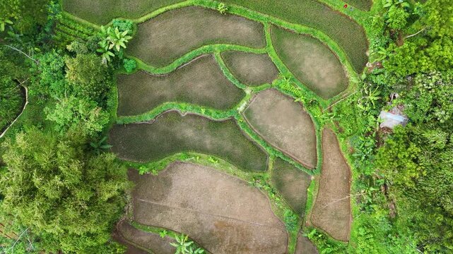 Aerial view of lush green rice terraces with intricate patterns and surrounding tropical vegetation in Sukabumi, West Java, Indonesia.
