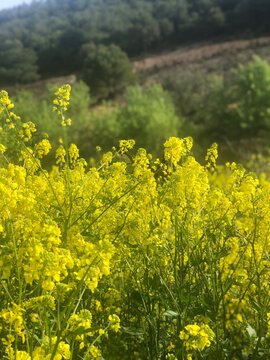 Flores amarillas en un campo