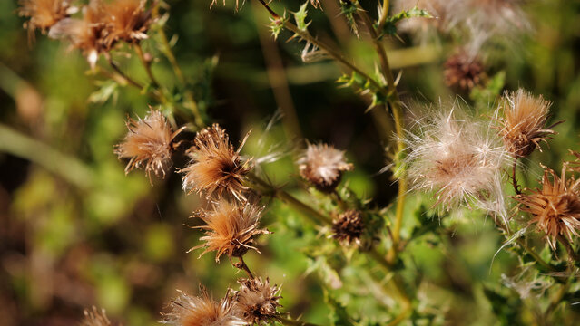 Dry thistle seed heads with fluffy pappus glowing in warm sunlight close-up