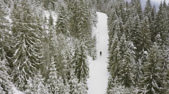 A dense spruce forest sheltering the snow-capped hills of the Carpathian Mountains and daring skiers