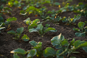 Young rapeseed seedlings emerging from fertile soil at sunrise, early oilseed crop growth in modern...