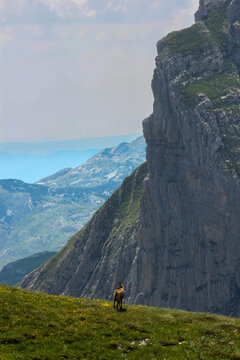 view from the mountain with mountain goat