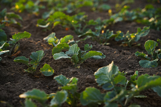 Young rapeseed seedlings emerging from fertile soil at sunrise, early oilseed crop growth in modern sustainable agriculture