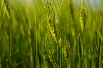 Obraz premium Green wheat field growing under sunlight, showing agriculture, nature, and harvest concepts