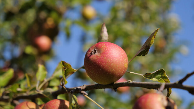 Ripe red apple growing on branch in sunny autumn orchard closeup
