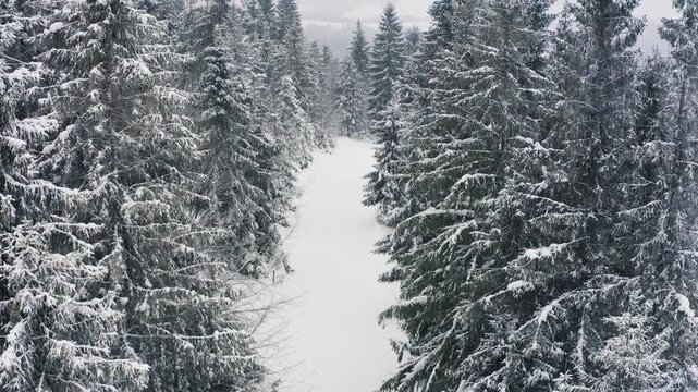 A dense spruce forest sheltering the snow-capped hills of the Carpathian Mountains and daring skiers descending the wide tropics in the forest
