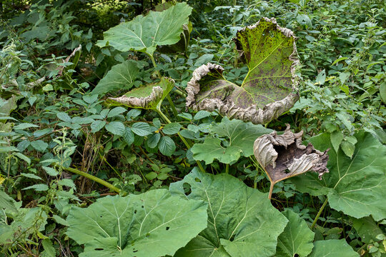 Butterbur (Petasites hybridus) growing on the verge near the river Dunsop in Lancashire
