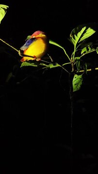 A colorful Rufous-backed or Oriental dwarf kingfisher perched and sleeping on a tree branch during a night hiking safari in the tropical jungle near Kinabatangan River, Sabah, Borneo, Malaysia