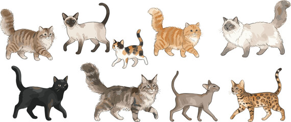Fototapeta premium Realistic cat breeds walking side view collection vector illustration with siamese maine coon persian bengal black and tabby cats isolated on white background