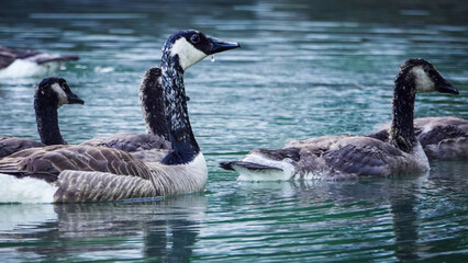 Canada Geese Swimming on Lake, West Michigan © Jonathan