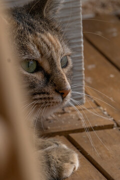 Ma&iuml;a ma petite chatte
