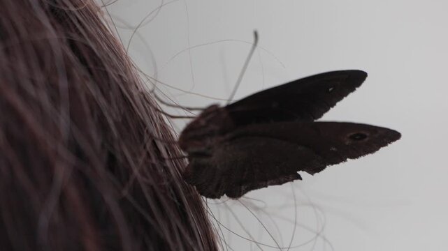 Large dark moth resting on brunette human hair strands indoors. Macro close-up shot with slight camera movement.