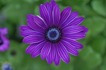 Purple African Daisy in Full Bloom Close-Up © turlututu.artist