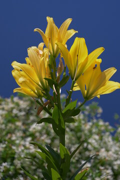 Yellow Lilies Reaching Up Against Deep Blue Sky