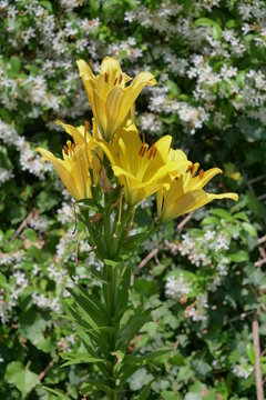 Yellow Lily Plant Standing Tall in Sunlit Garden
