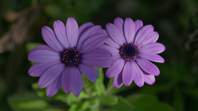Pair of Purple Osteospermum Daisies Side by Side