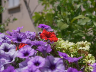 Colorful Purple Red and Cream Petunias in Garden © turlututu.artist