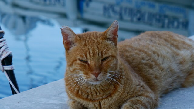 Ginger Cat Resting on Harbor Dock by Water