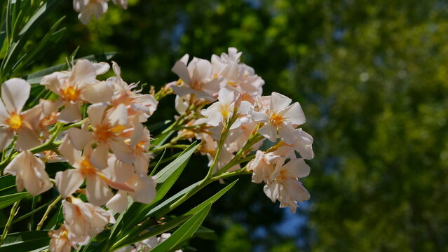 White Oleander Flowers Blooming in Sunlight