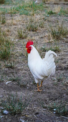 Portrait of an adult white rooster. © ura