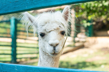 A cute white alpaca looks through a wooden fence © andrei310