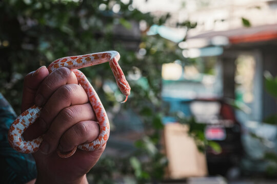 Human's left hand demonstrating holding young Tessera Corn Snake with flicking forked tongue by using vertical bridge pose, showcasing handler's skillful technique as reptile's grabbing anchor