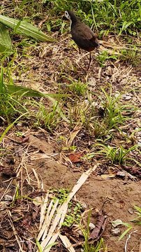 A wild white-breasted waterhen bird walking and foraging on the dirt ground near the Kinabatangan River bank, Sabah, Borneo, Malaysia.