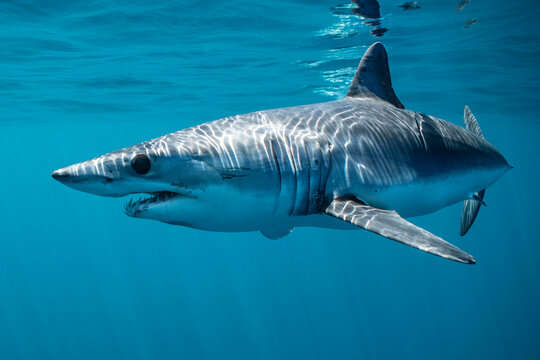 Mako shark Isurus oxyrinchus feeding in Baja California Mexico