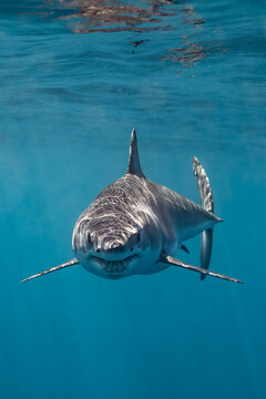 Mako shark feeding in the waters of Baja California, Mexico