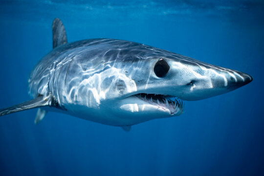 Mako shark swimming in clear waters of Baja California, Mexico