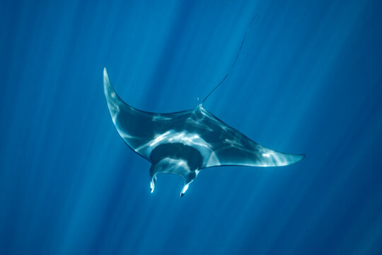 Giant devil ray swimming in the waters of Baja California, Mexico
