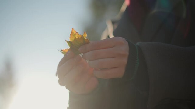 Close up of hands holding and examining autumn leaves against bright sunlight. person gently manipulates yellow orange foliage revealing detailed textures under warm light. Soft background