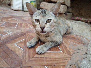 Tabby cat lying on tiled floor looking at camera © Dipak