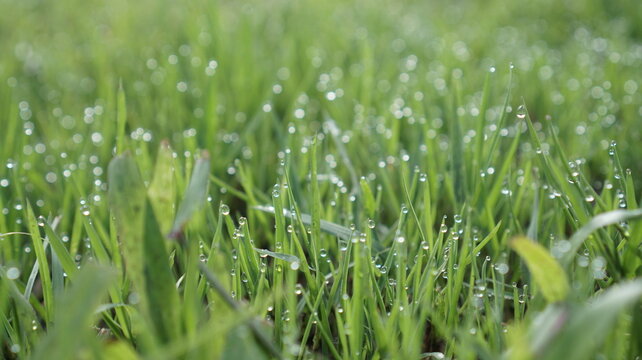 Morning dew on green grass, reflection in the dewdrop.