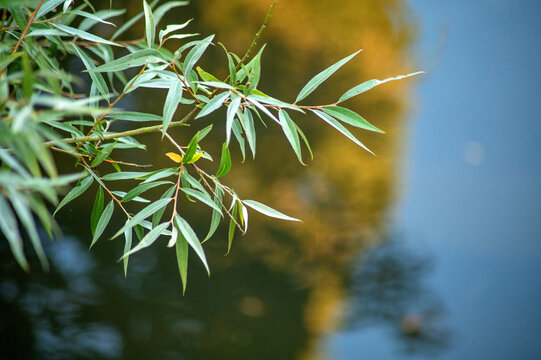 Willow branches with slender green leaves reflected in calm blue water