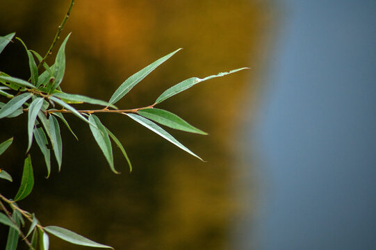 Slender willow branch with green leaves against softly blurred water
