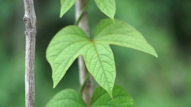 A green climbing plant vine wrapping around a dry wooden pole with a blurred foliage background.