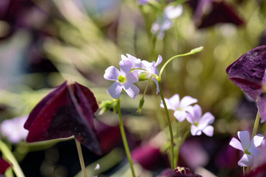 Close-up of flowering Oxalis triangularis 'Mijke', also known as false shamrock or purple shamrock, with delicate pale pink blossoms and dark purple trifoliate foliage in soft natural light.
