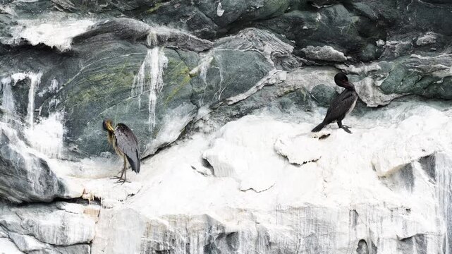 View of a grey heron and a cormorant perched on a rocky cliff face in Valldal, More og Romsdal, Norway.