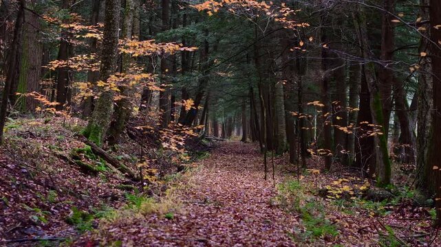 Wet weather dark moody forest fall season, cold copy space outdoor woodland trail, hiking authentic, autumn foliage 
