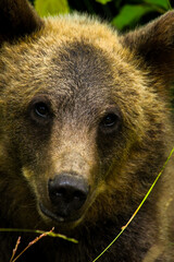 brown bear portrait staring at camera © Noah