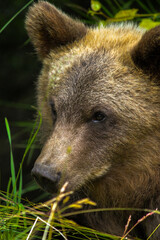 brown bear cub close up portrait © Noah