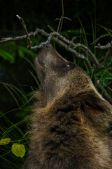 curious brown bear cub smells branch  © Noah