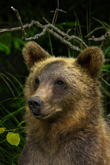 brown bear portrait © Noah