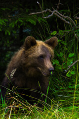 curious brown bear cub watches branch  © Noah