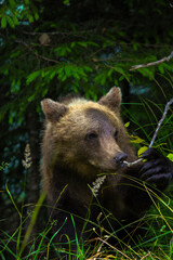 curious brown bear cub smells branch  © Noah