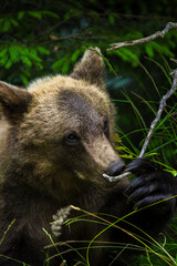 curious brown bear cub smells branch  © Noah