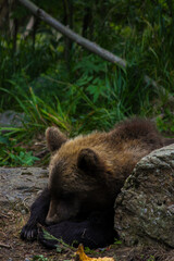 brown bear cub sleeping © Noah