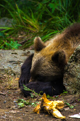 wild bear in forest sleeping  © Noah