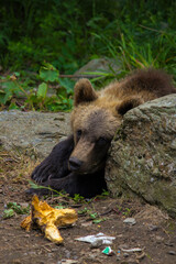 brown bear cub looking at camera © Noah